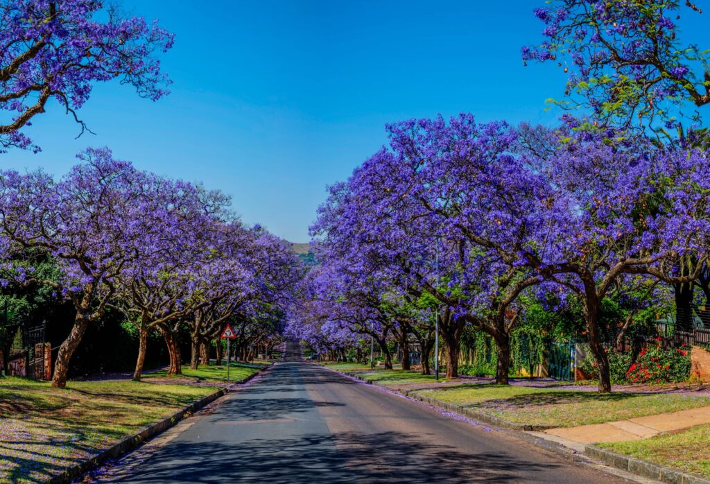 A suburban street lined with jacaranda trees in full flower under a clear sky